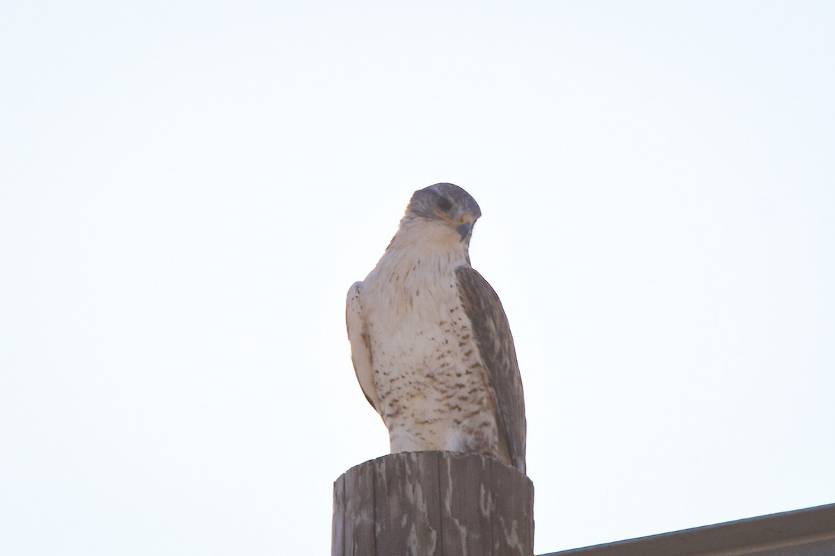 Ferruginous Hawk - ML578822571