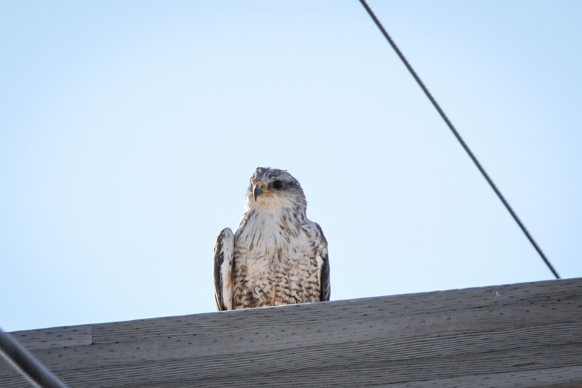 Ferruginous Hawk - ML578822581