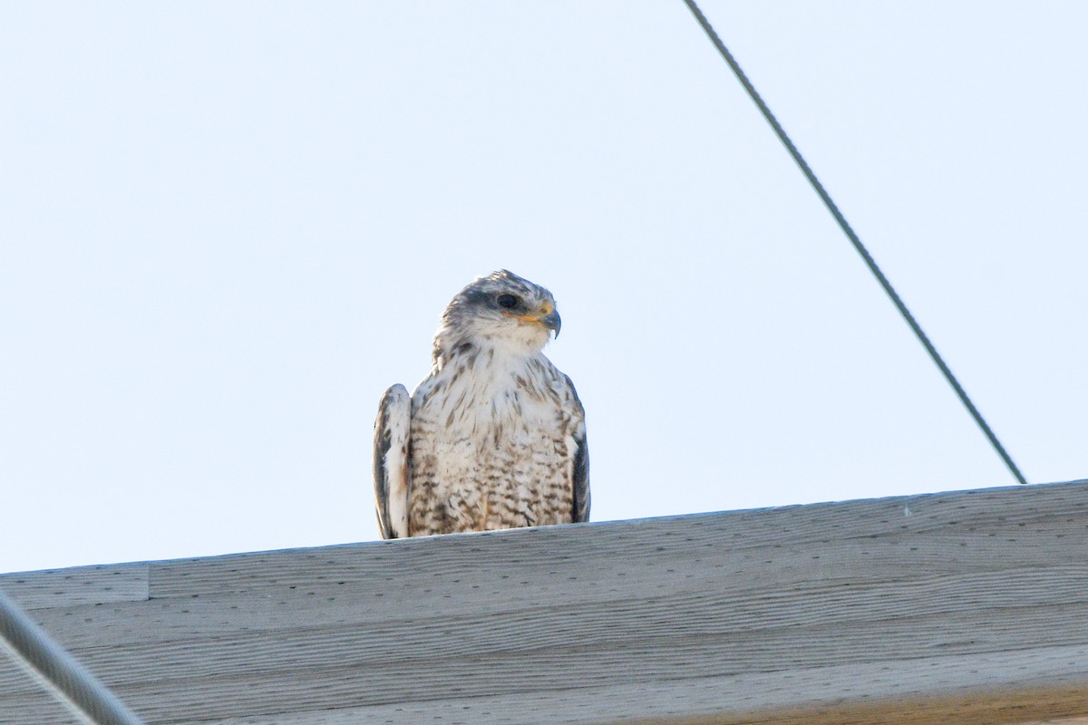 Ferruginous Hawk - Noah Price