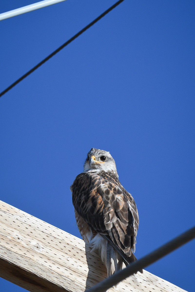 Ferruginous Hawk - ML578822601