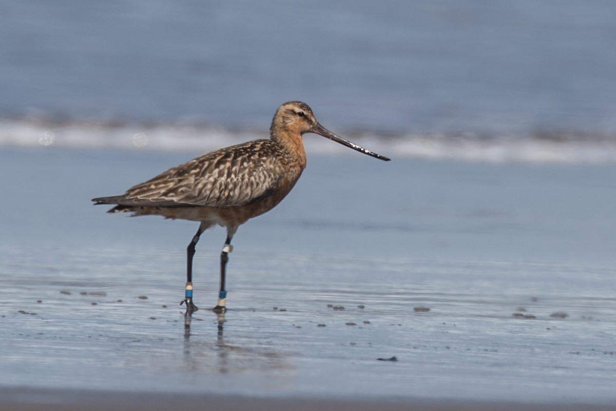 Bar-tailed Godwit - ML57882291