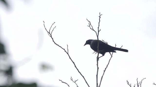 Giant Cowbird - ML578823311