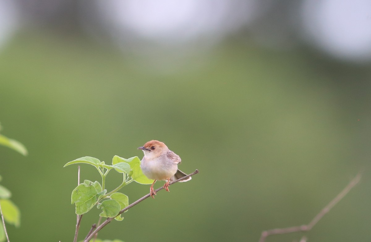 Tiny Cisticola - ML578823451