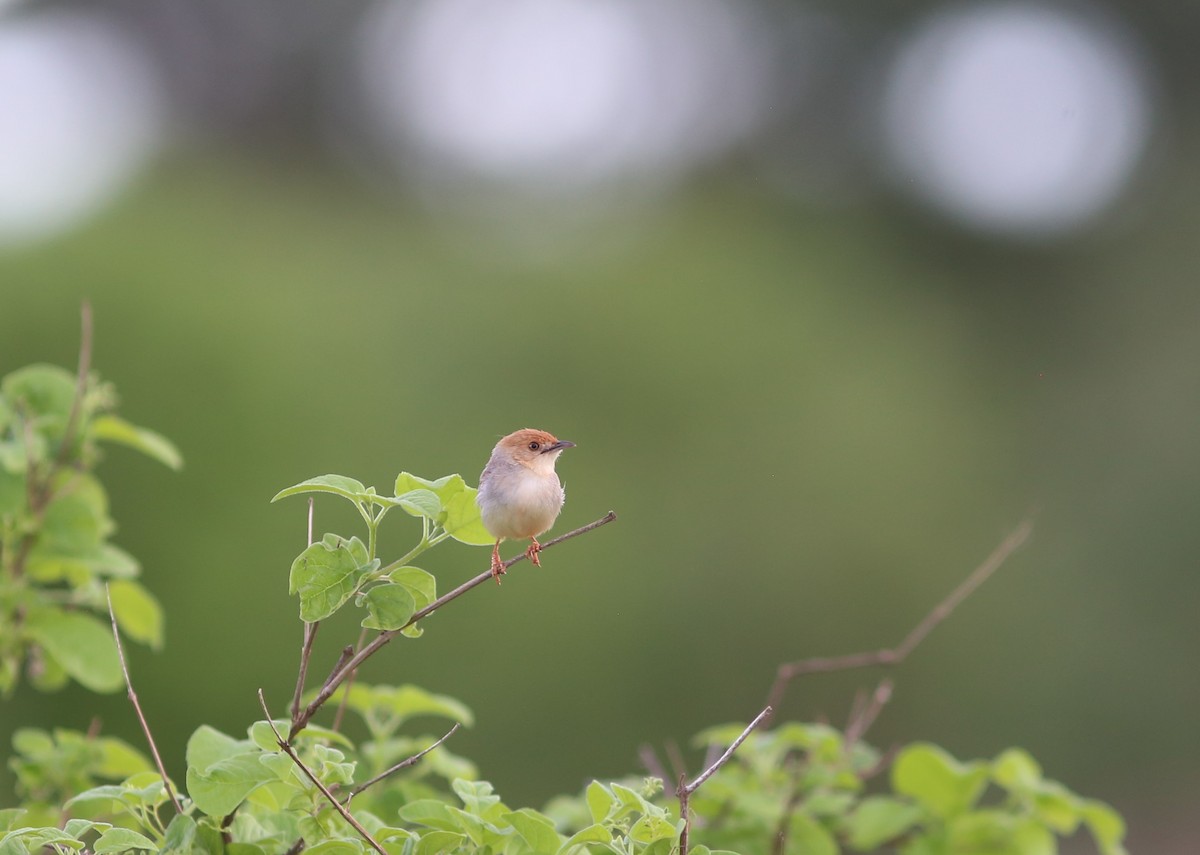 Tiny Cisticola - ML578823461