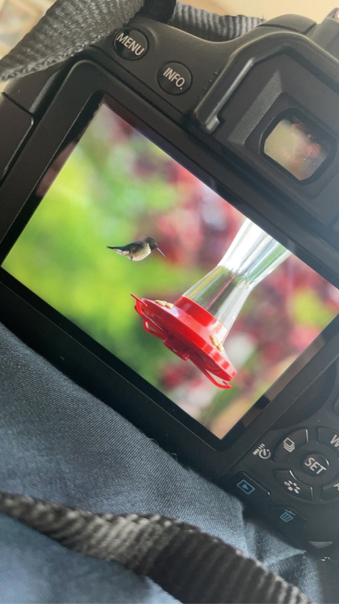 Ruby-throated Hummingbird - ML578824271