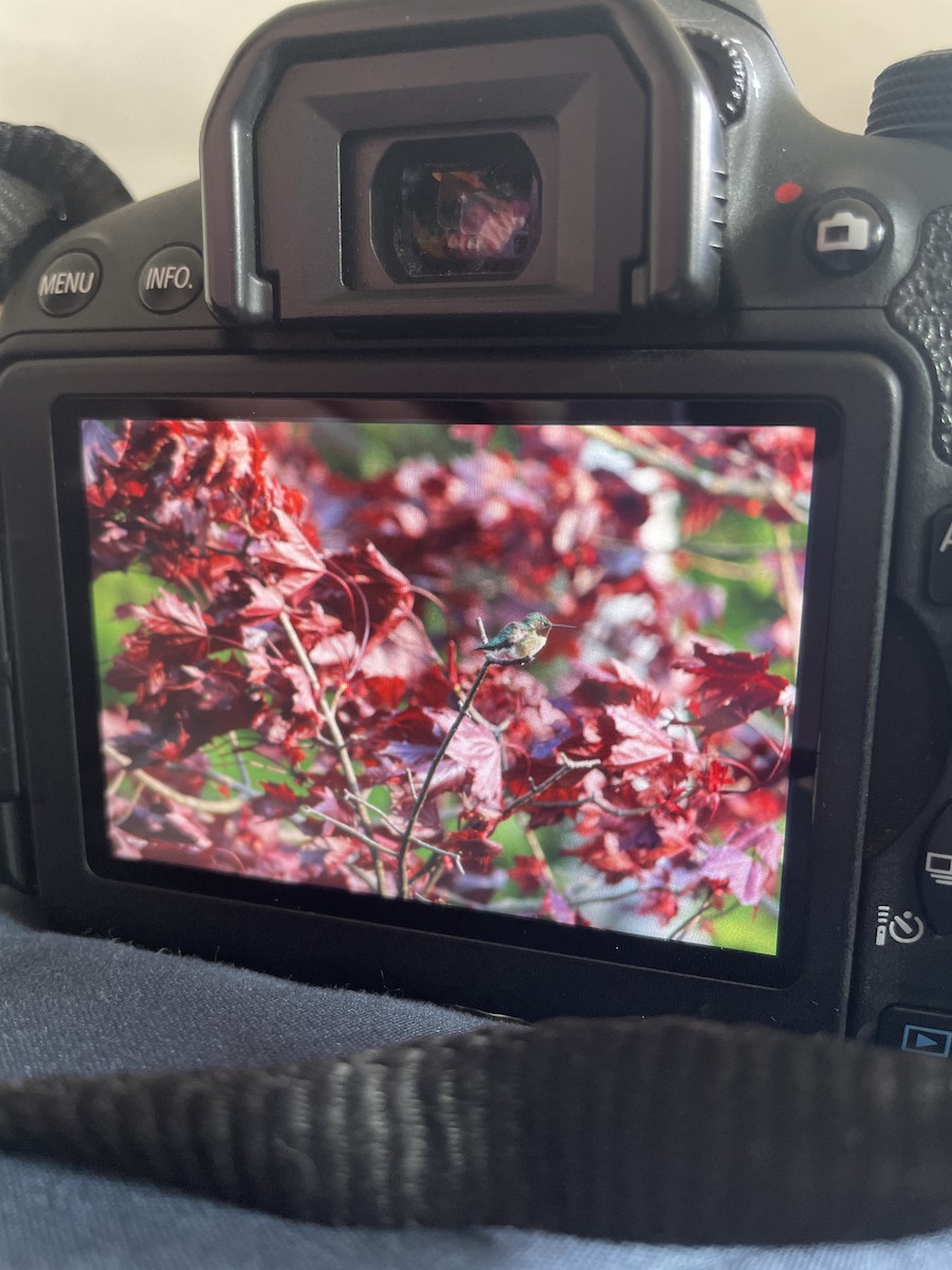 Ruby-throated Hummingbird - ML578824281