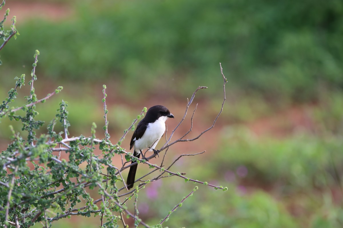 Long-tailed Fiscal - Rohan van Twest