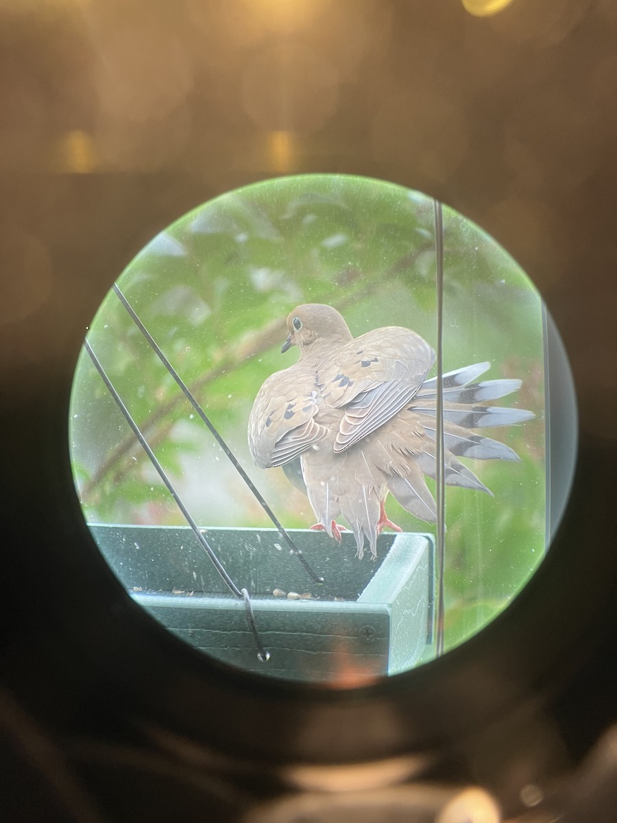 Mourning Dove - ML578825031