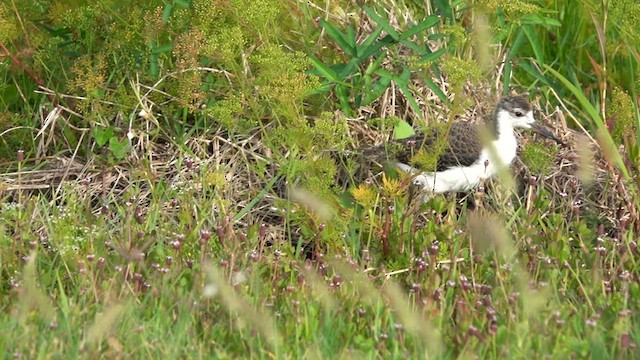 Black-necked Stilt - ML578825331