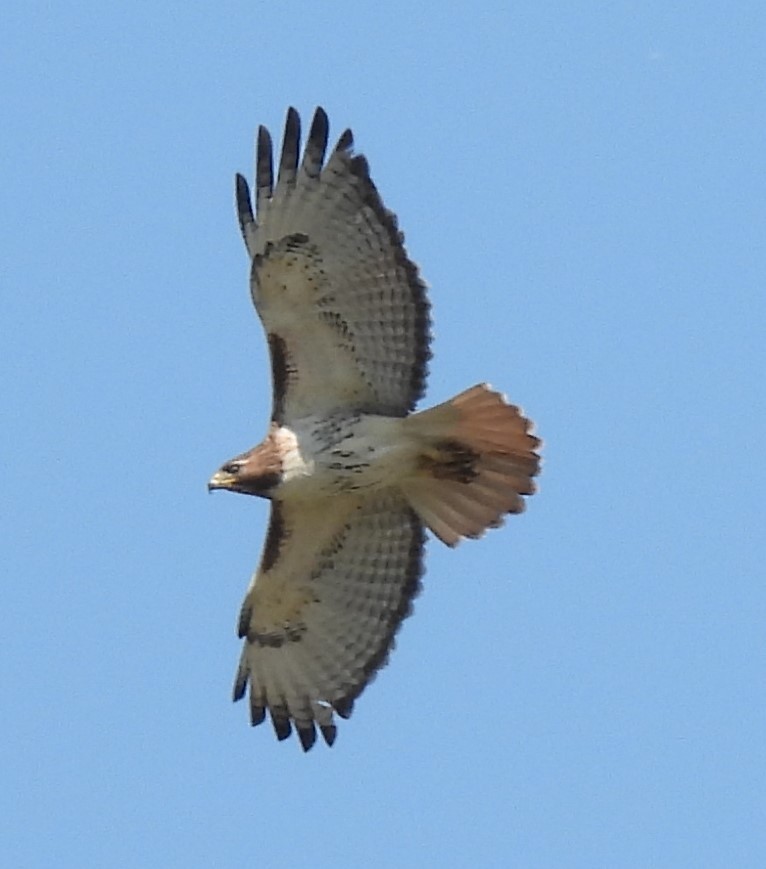 Red-tailed Hawk - ML578825401