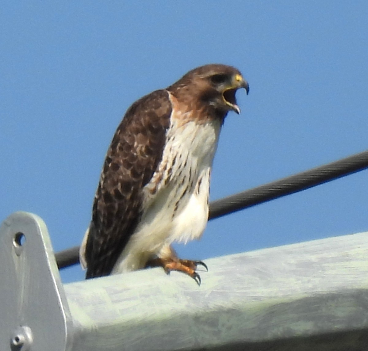 Red-tailed Hawk - ML578825511