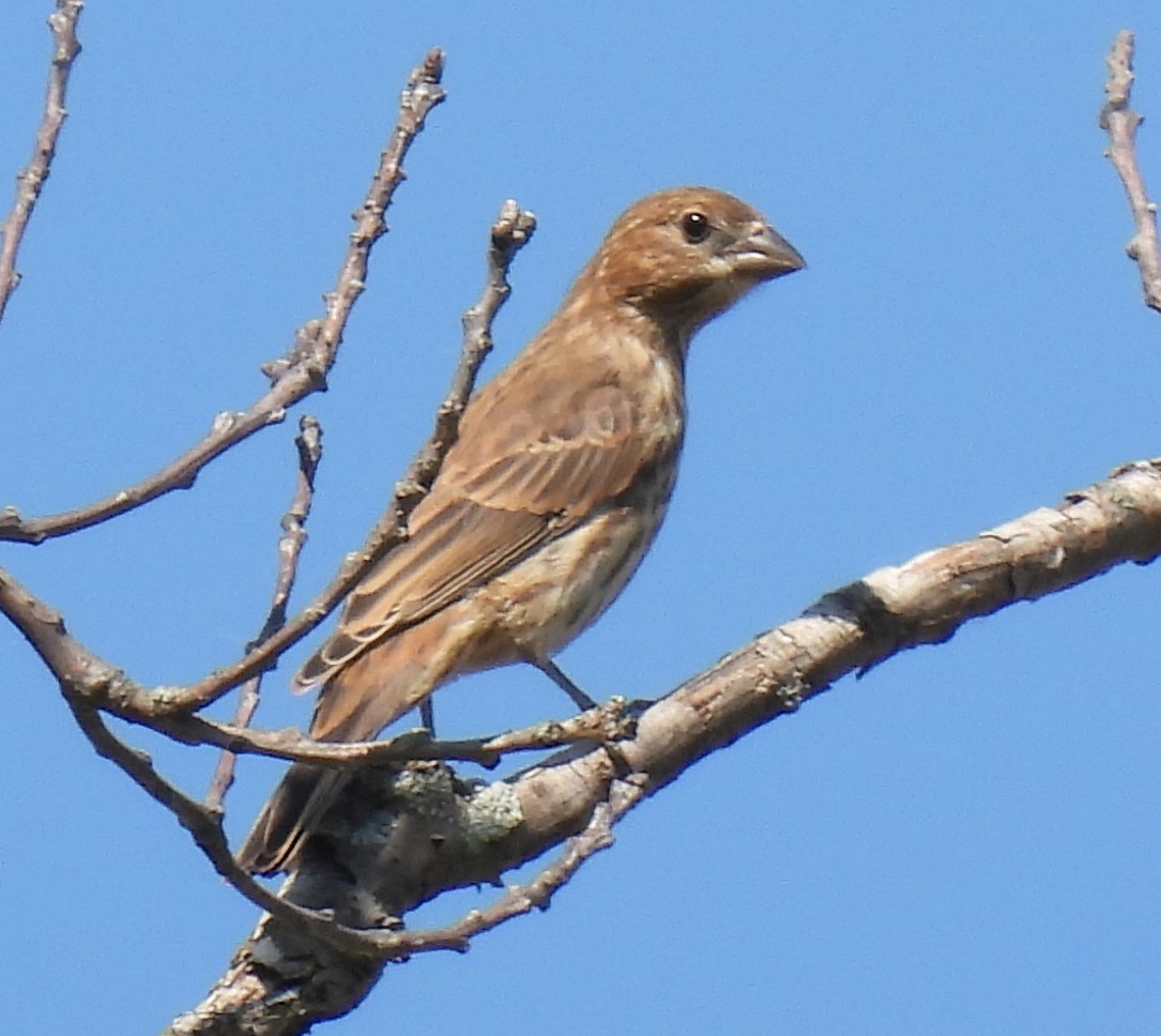 House Finch - Scott Weaver