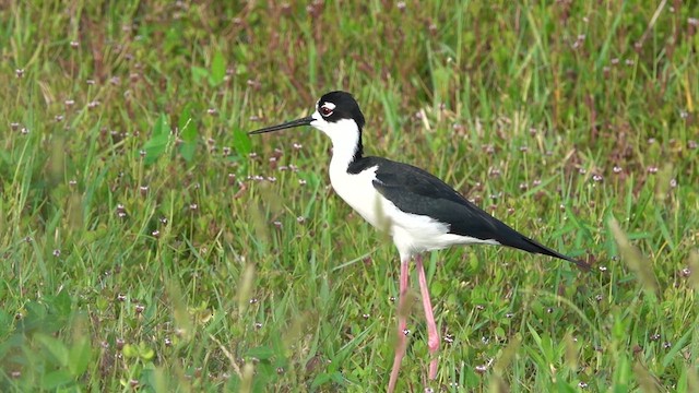 Black-necked Stilt - ML578825751