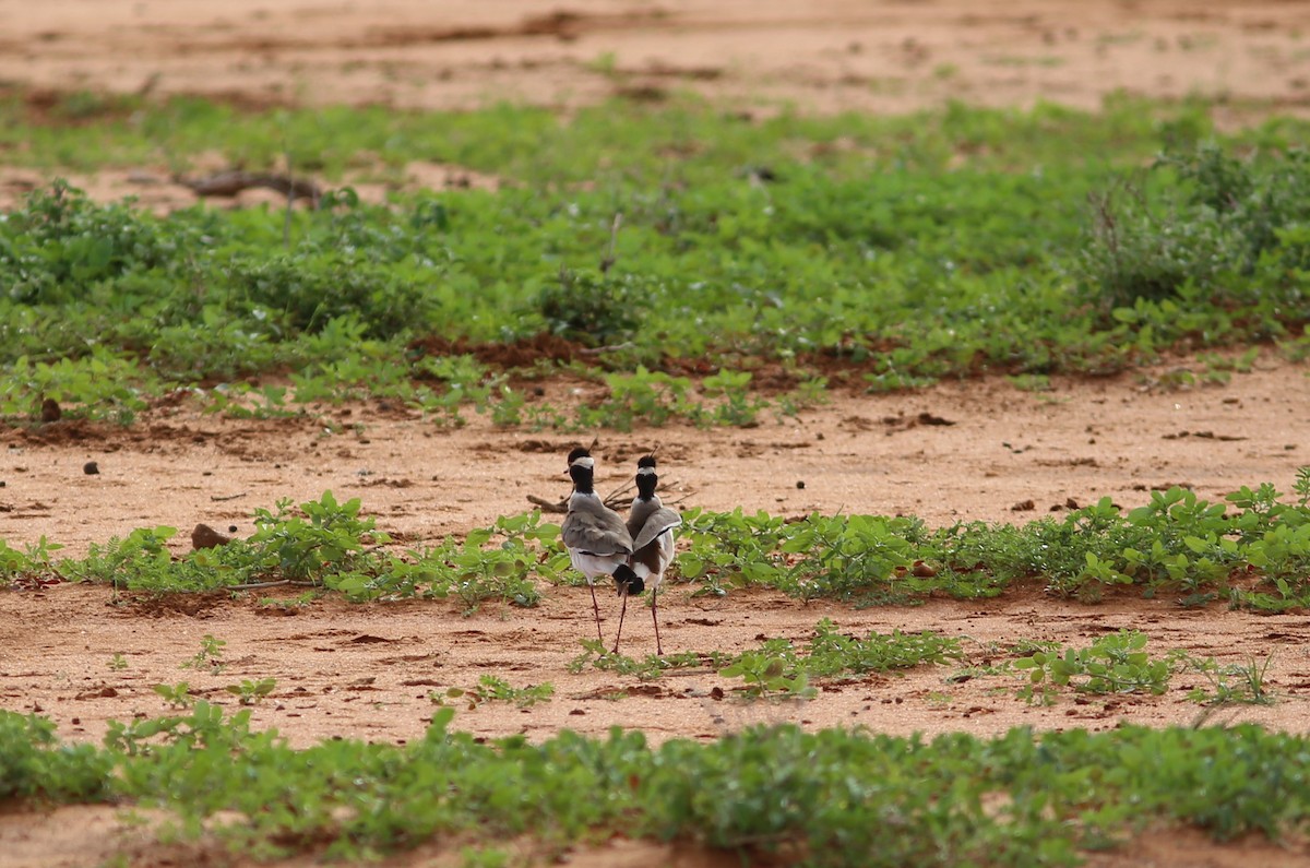 Black-headed Lapwing - ML578826451