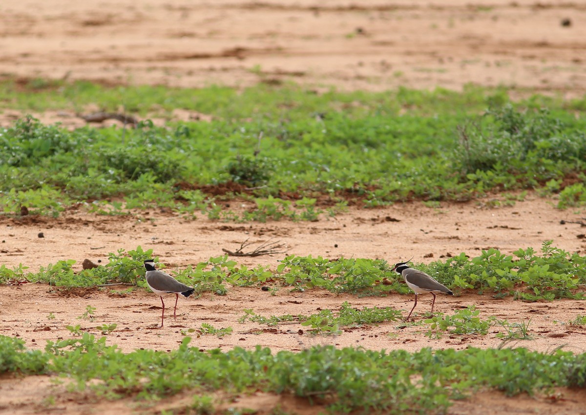 Black-headed Lapwing - ML578826461