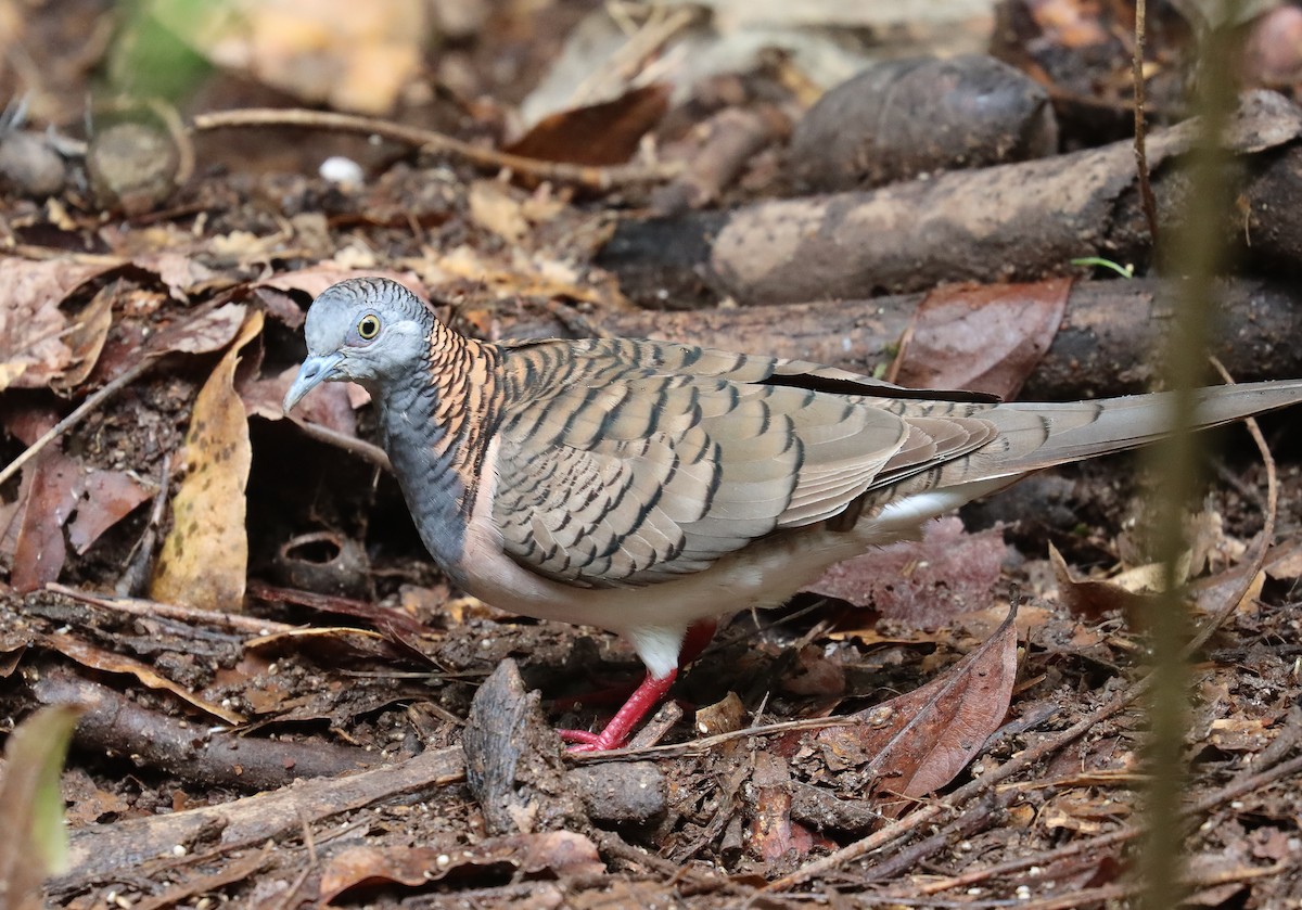 Bar-shouldered Dove - ML578827611