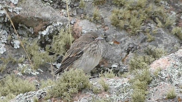 ネズミヤマシトド - ML578827781