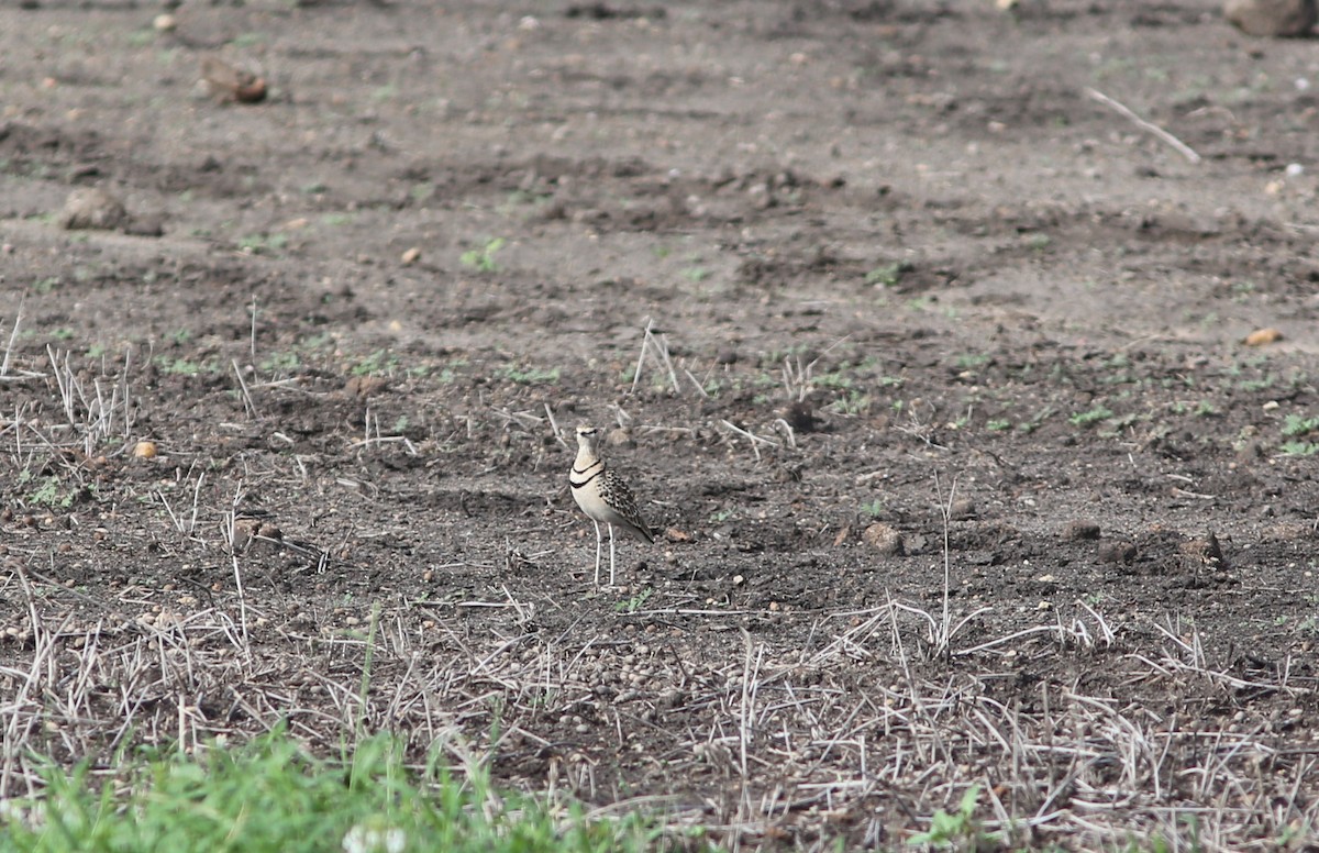 Double-banded Courser - ML578828321