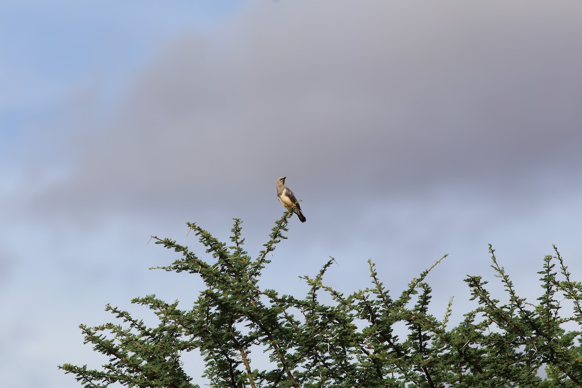 Fischer's Starling - ML578828811