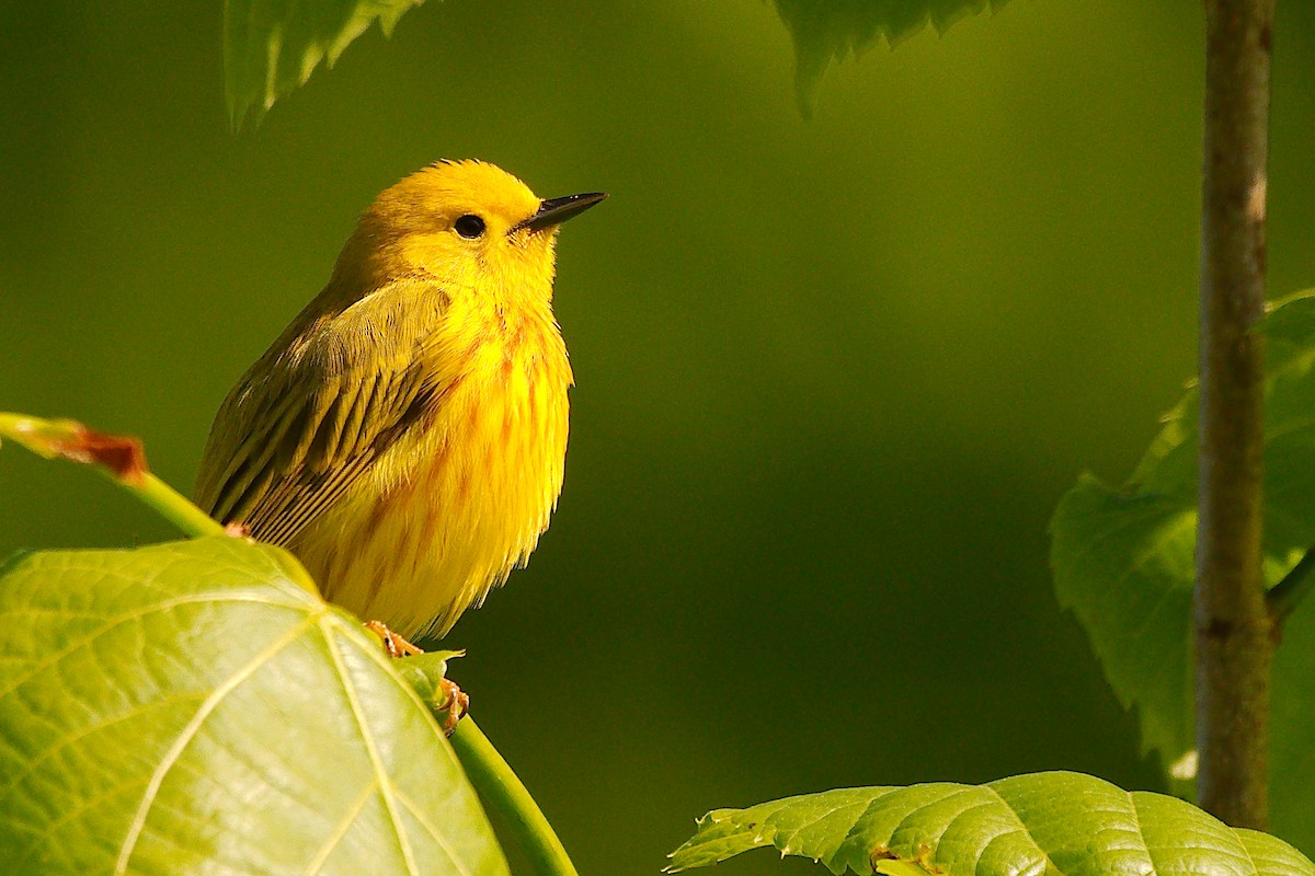 Yellow Warbler - ML578831271