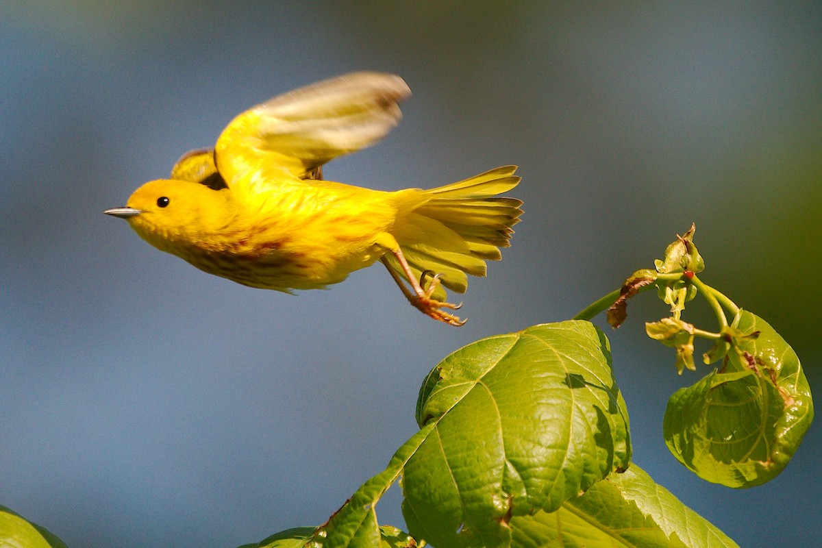 Paruline jaune - ML578831281