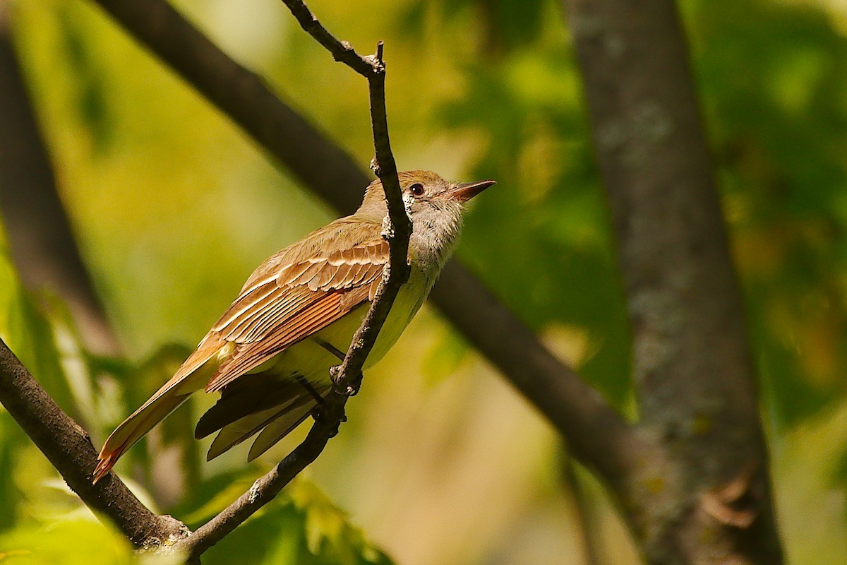 Great Crested Flycatcher - ML578831571