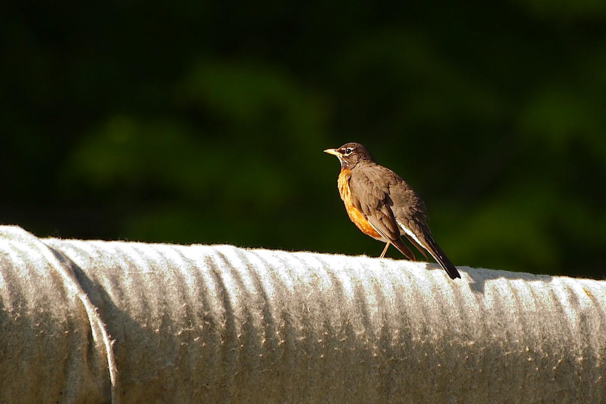 American Robin - ML578831881