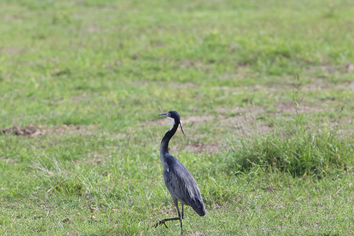 Garza Cabecinegra - ML578831891