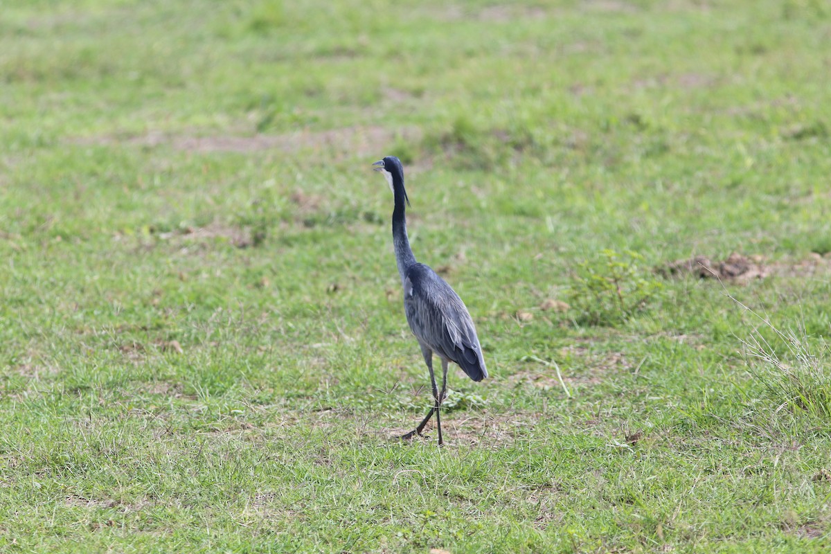 Black-headed Heron - ML578831901