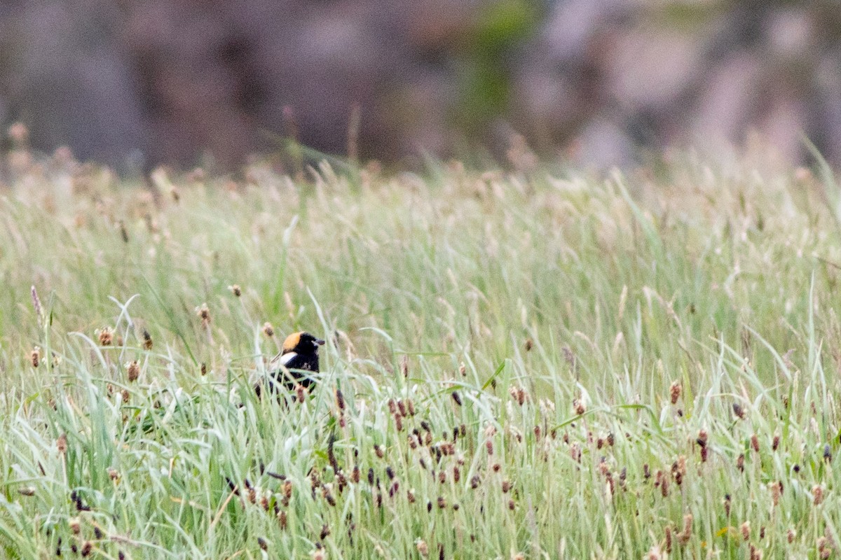 bobolink americký - ML57883201