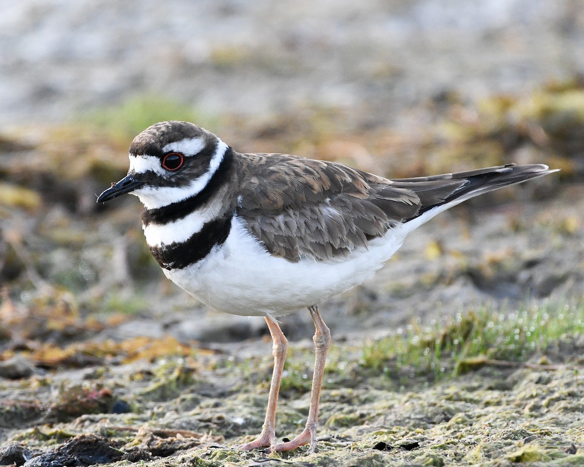 Killdeer - ML578832641