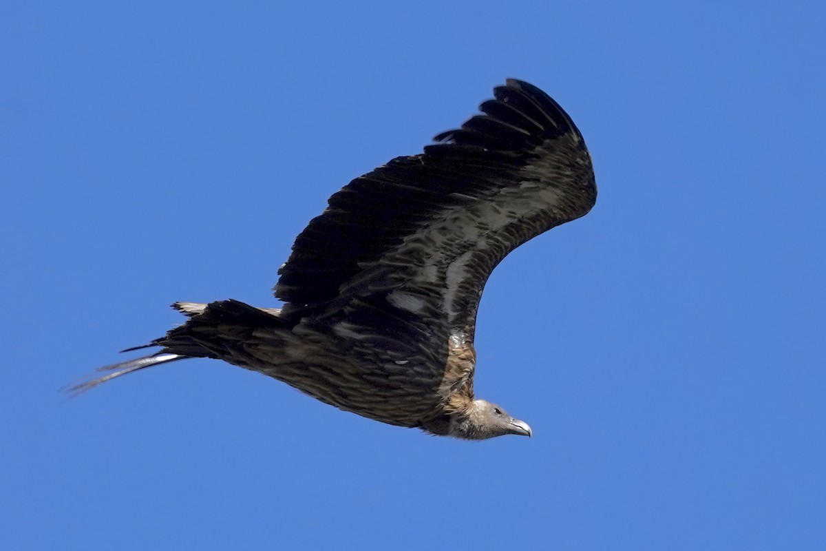 Himalayan Griffon - Daniel Winzeler