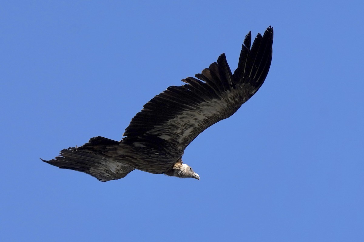 Himalayan Griffon - Daniel Winzeler