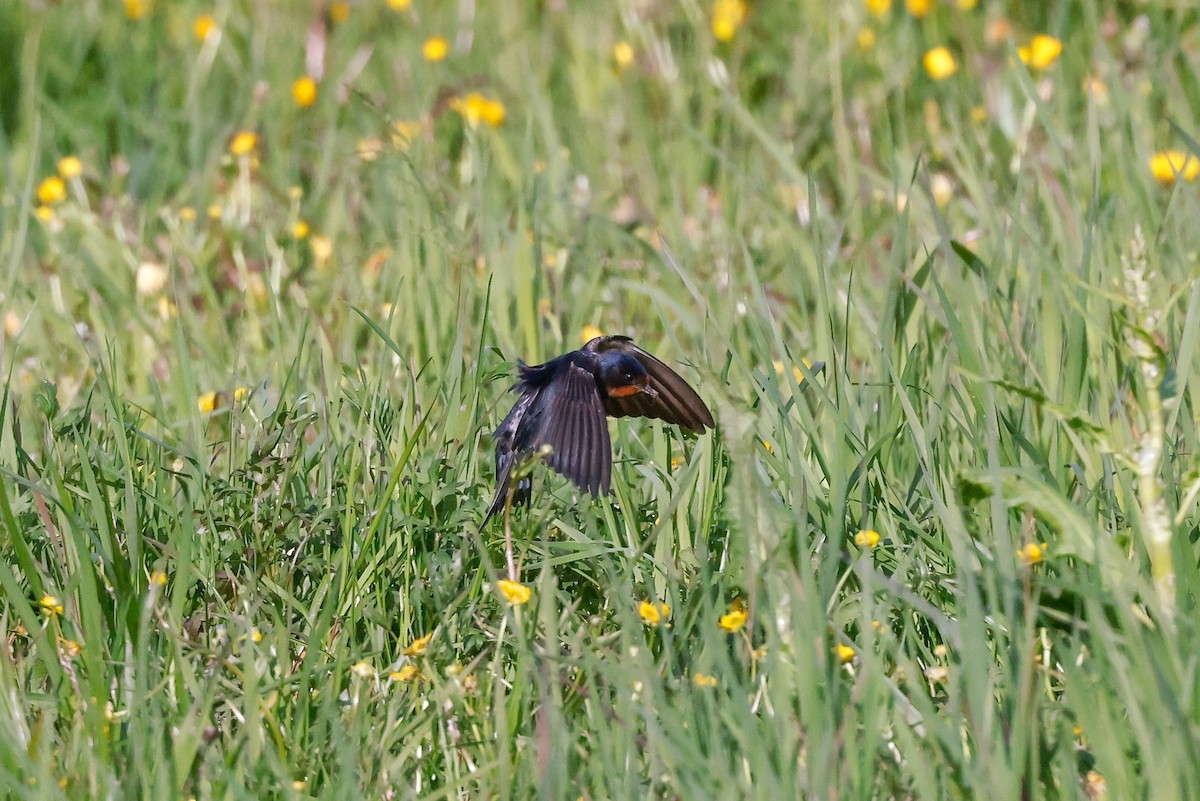 Barn Swallow - ML578835891