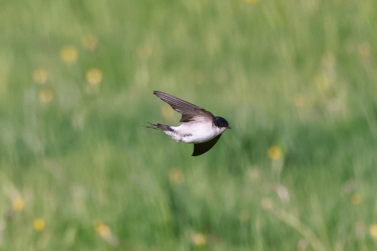 Western House-Martin - ML578835981