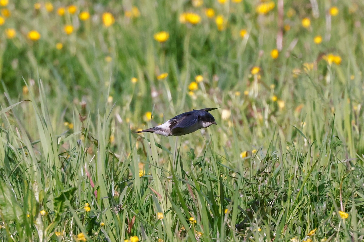 Hirondelle de fenêtre - ML578835991