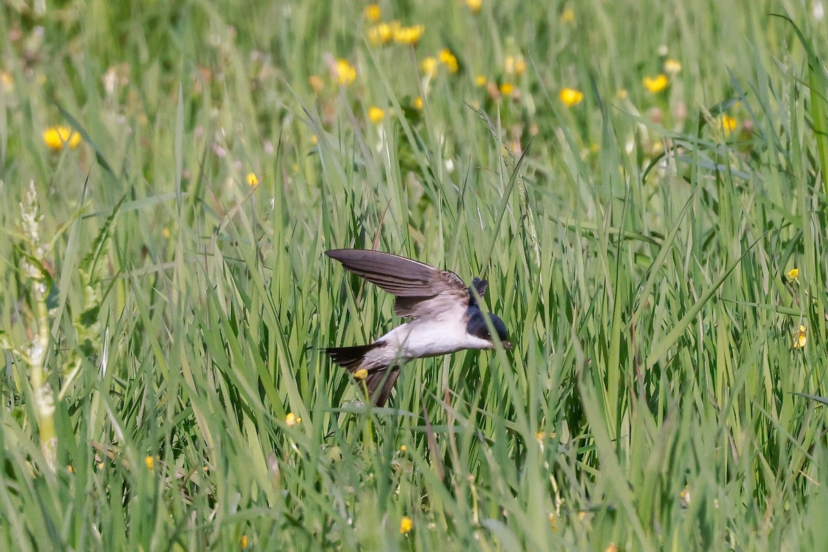 Western House-Martin - ML578836001