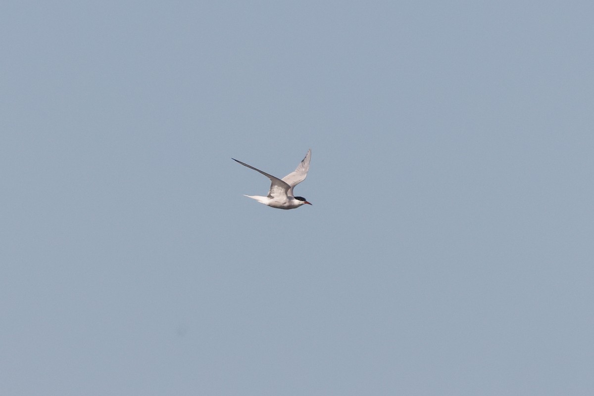 Flussseeschwalbe (hirundo/tibetana) - ML578836171