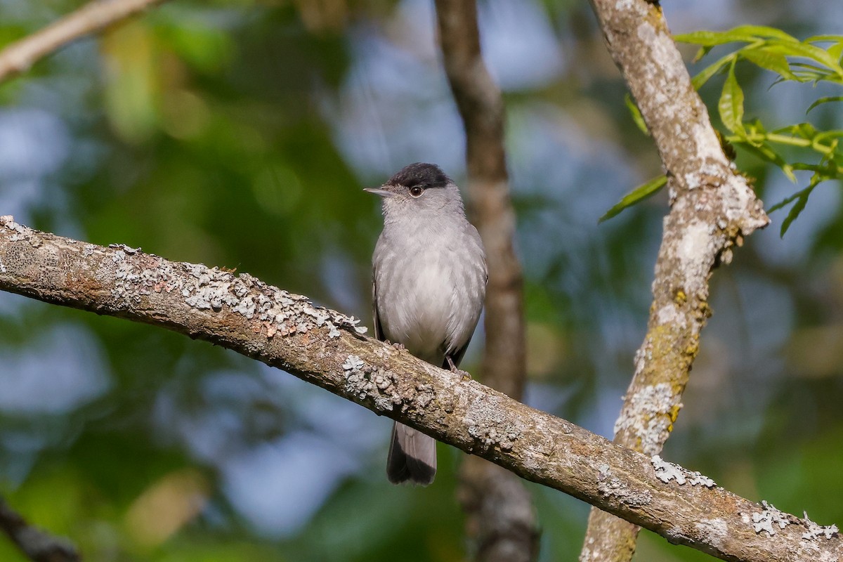 Eurasian Blackcap - ML578836301