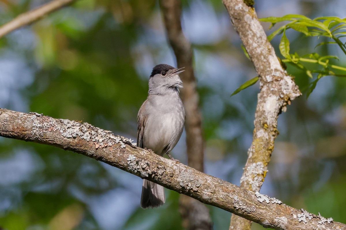 Eurasian Blackcap - ML578836311