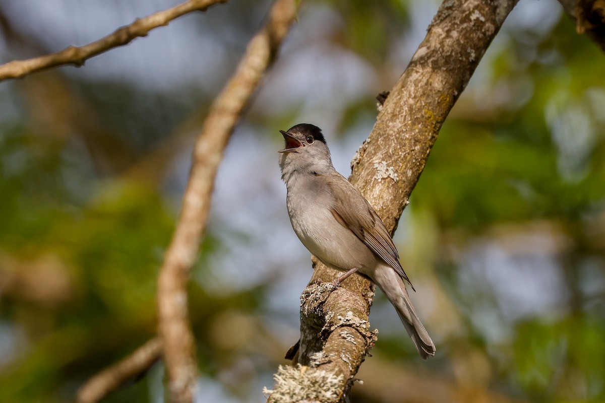 Eurasian Blackcap - ML578836331