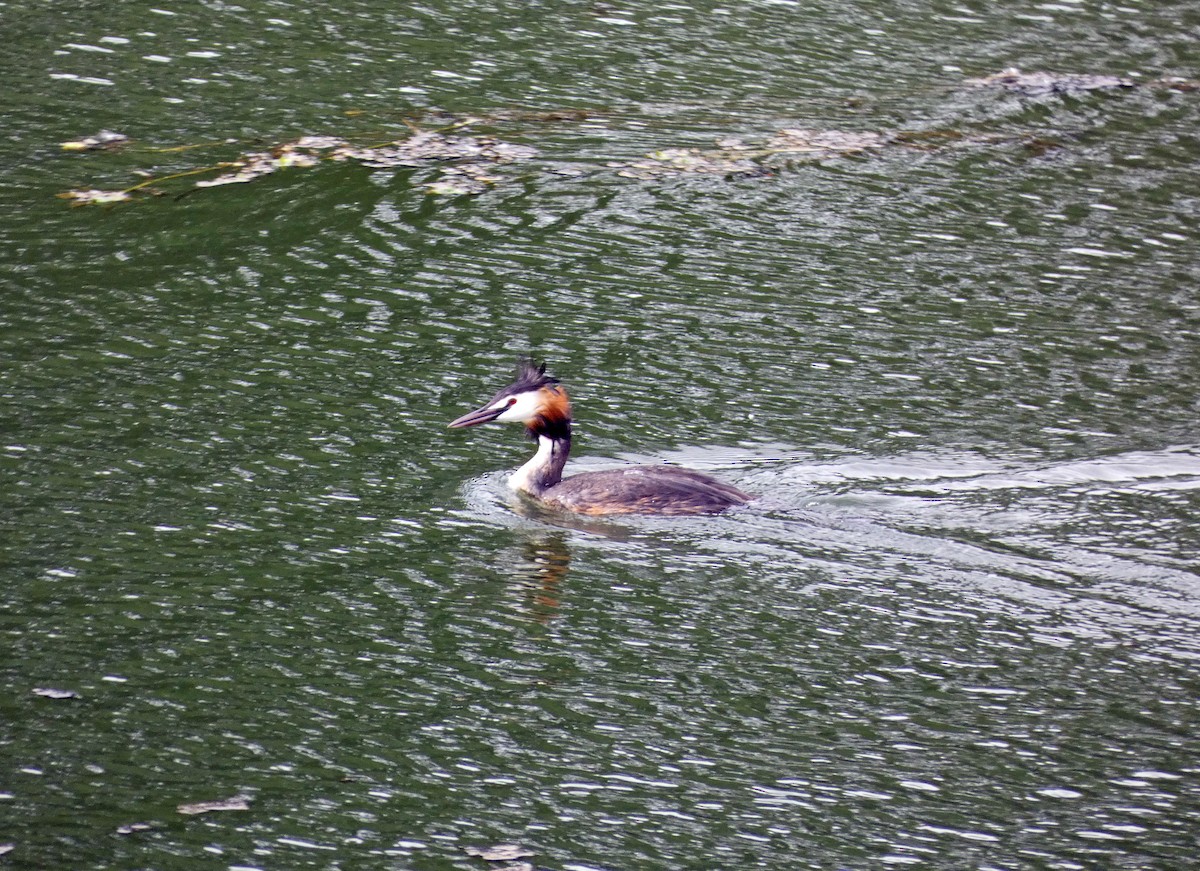 Great Crested Grebe - ML578836501