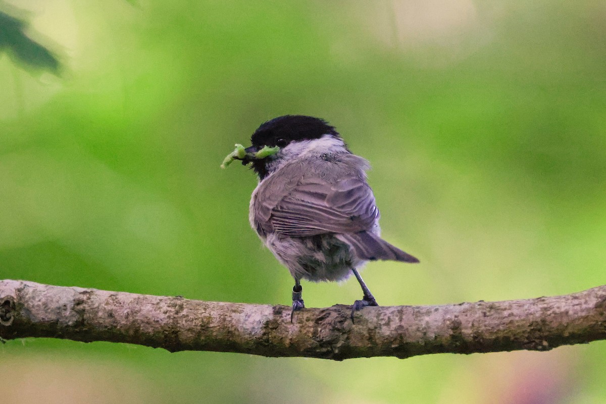 Marsh Tit - ML578836981