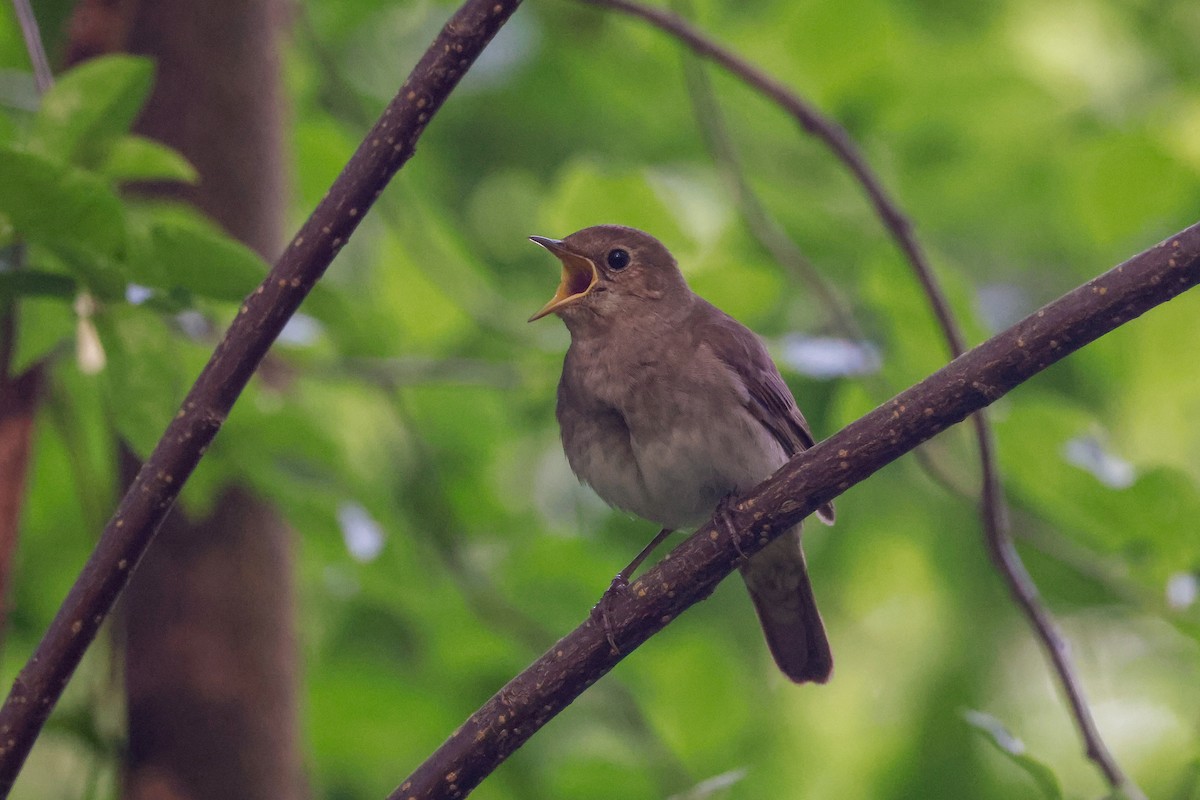 Thrush Nightingale - ML578837091