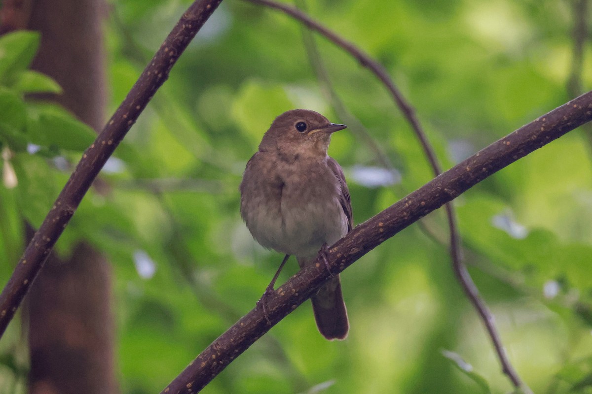 Thrush Nightingale - ML578837101