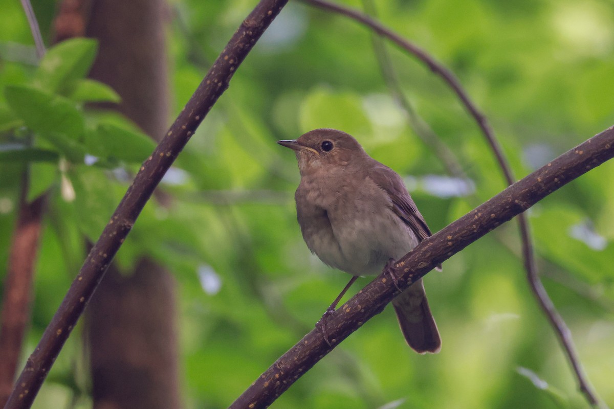 Thrush Nightingale - ML578837111