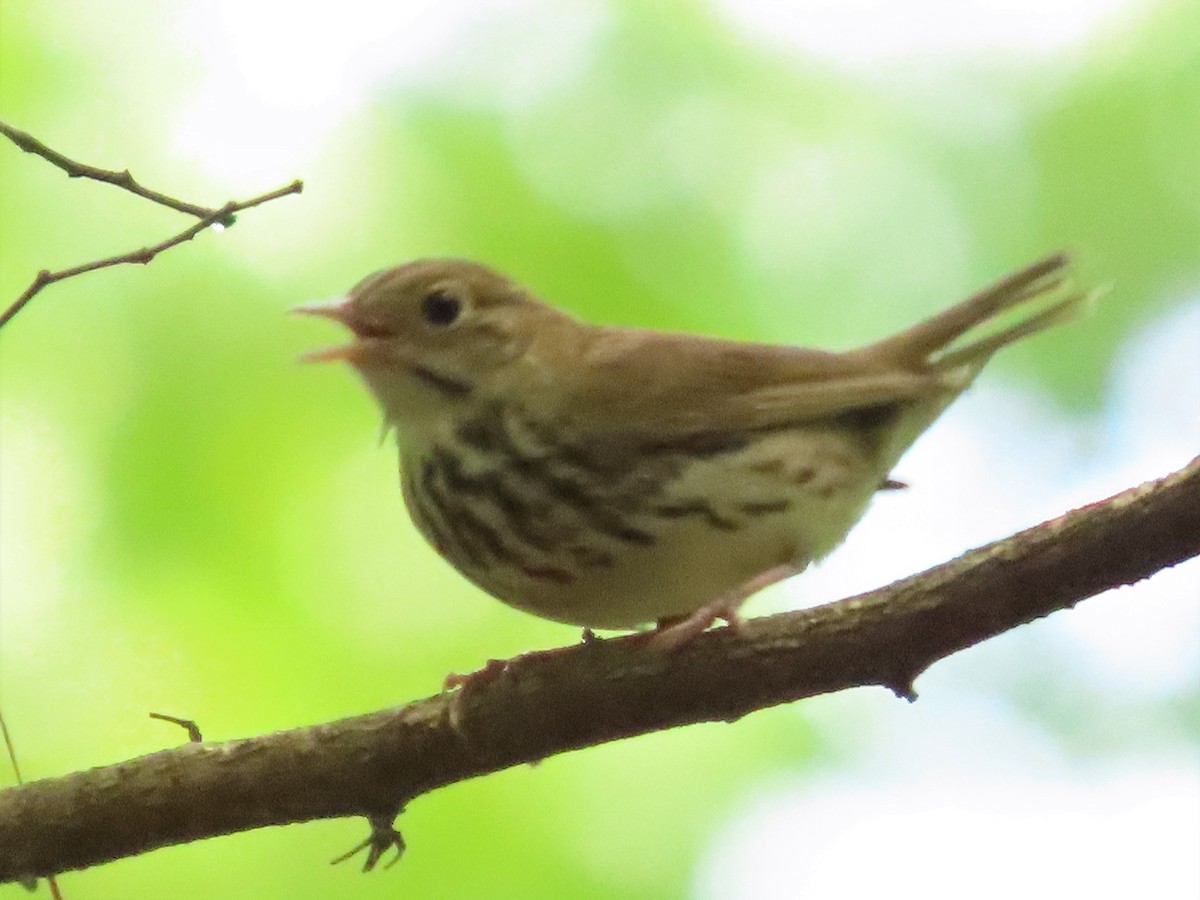 Ovenbird - ML578838401