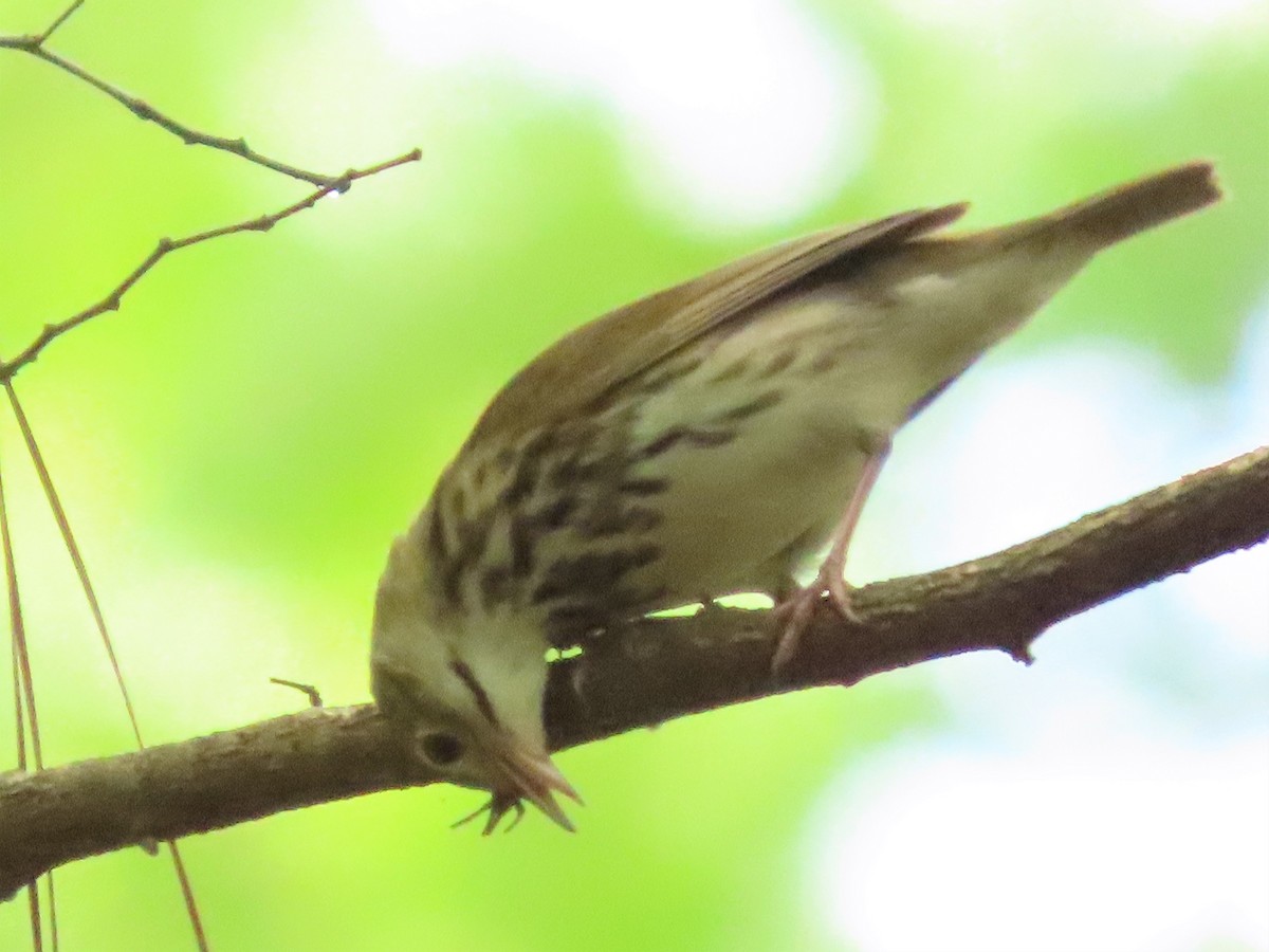 Ovenbird - ML578838421
