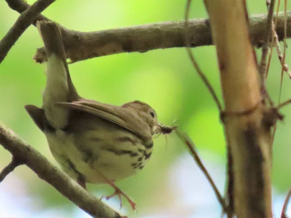 Ovenbird - ML578838451