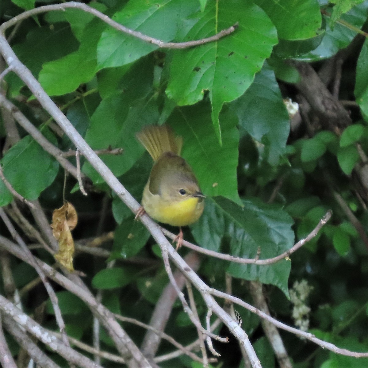 Common Yellowthroat - ML578838551